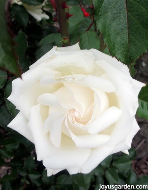 Flower Friday White Roses