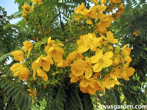 Flowering Trees In Santa Barbara California Joy Us Garden