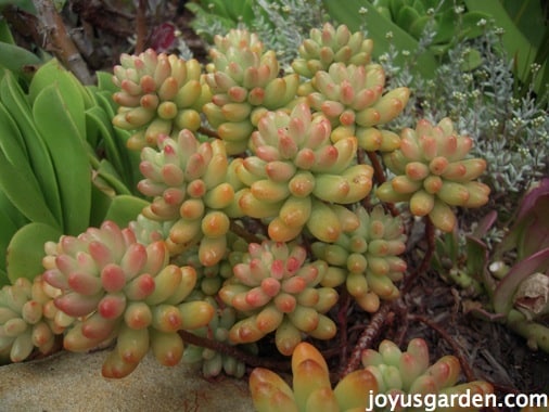 Pink jelly bean plant