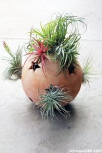 Garden Art Inspiration for your Air Plants | Joy Us Garden