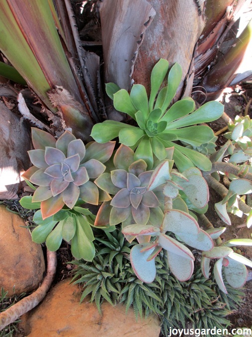 variety of cuttings