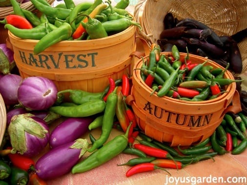 Flower Friday: Farmers Market Fall Bounty