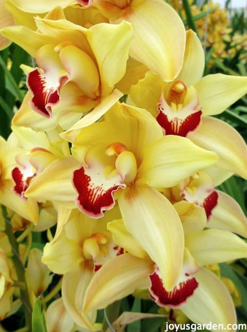 Flower Friday: Yellow Orchids