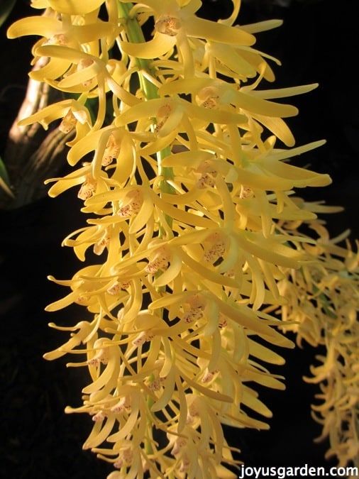 yellow orchid, nell foster gardening expert