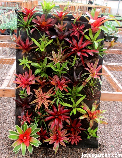Perennial Plants for Home Décor or Outdoor Garden Fully Rooted in Potting Soil Cryptanthus Bivittatus Bromeliads Plants for Pets Live Bromeliad Plant Potted Houseplants with Planter Pot 