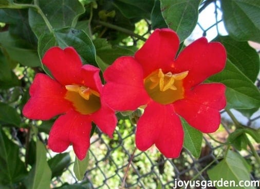 Red Trumpet Vine