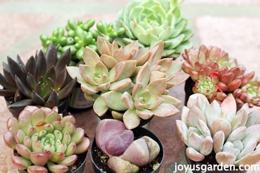 Repotting A Small Succulent Bowl