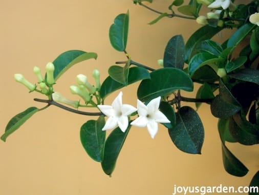 Stephanotis Vine Care