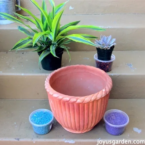 Repotting A Ponytail Palm