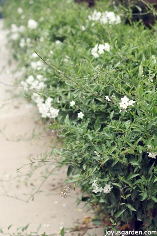 Potato Vine Care