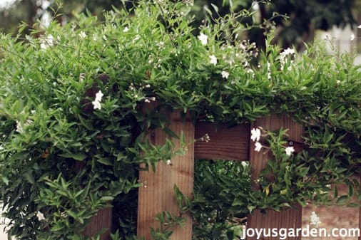 Potato Vine Care Potato Vine Care
