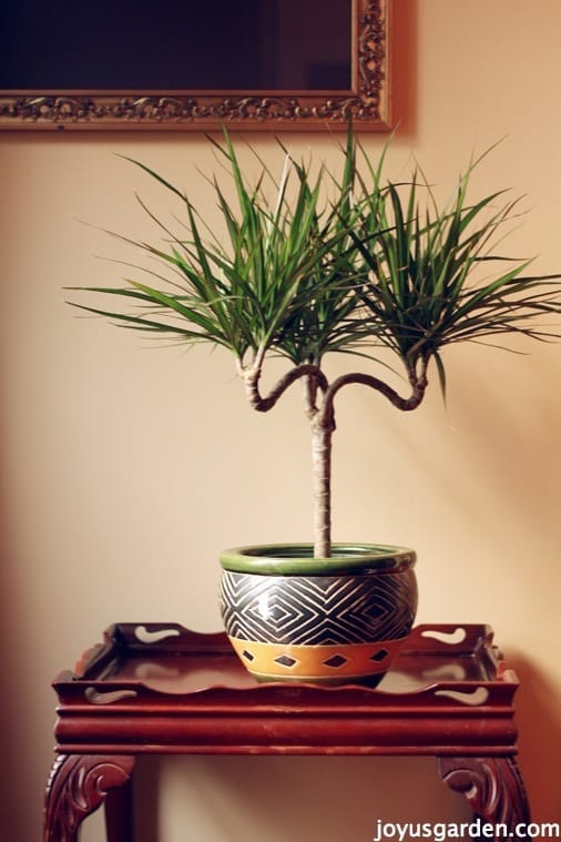 a candelabra form dracaena marginata in a patterned pot sits on a small table 