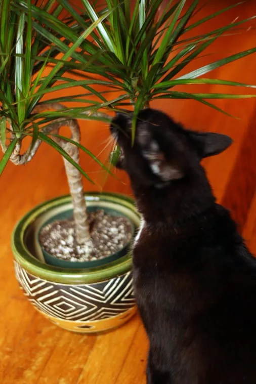 Close up of a black kitty chewing on the leaves of a dracaena marginata madagascar dragon tree.
