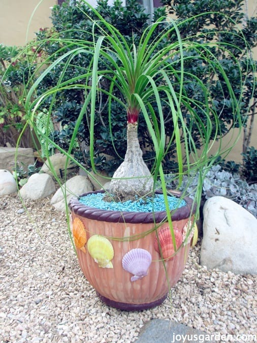 Ponytail Palm Repotting