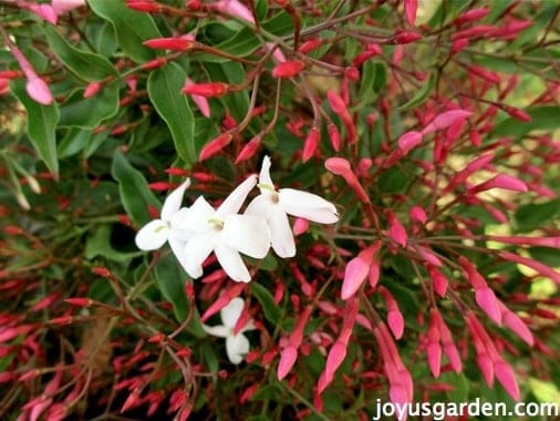 How do I take care of a jasmine plant?