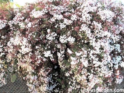 How To Care For The Sweet Pink Jasmine Everybody Loves