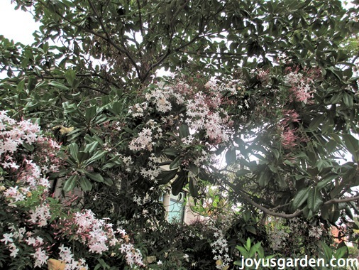 Pink Jasmine vine atached to a tree