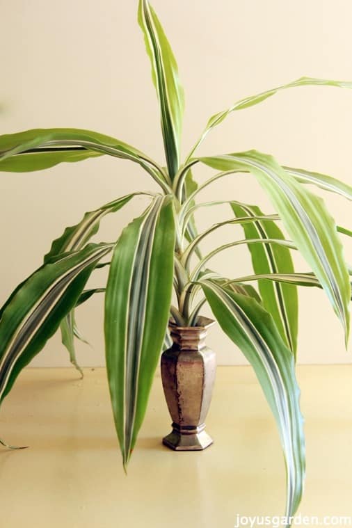 Propagating A Dracaena Is So Easy To Do