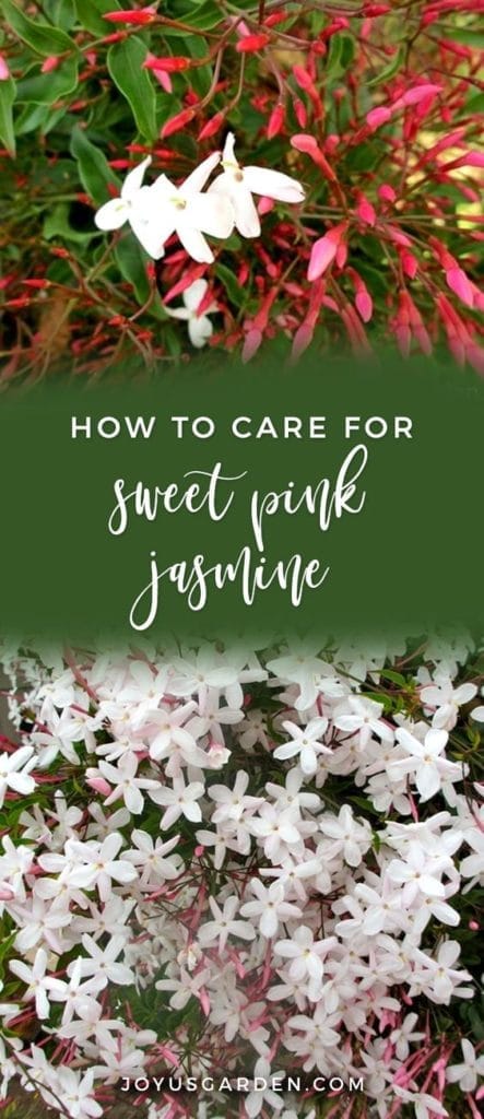 How To Care For The Sweet Pink Jasmine Everybody Loves