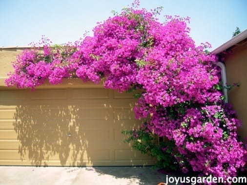 a large magenta bougainvillea in full bloom is trained to climb up & over a garage door