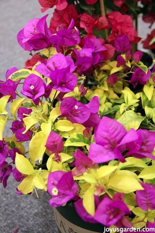 close up of a bougainvillea with magenta flowers & yellow & green variegated leaves