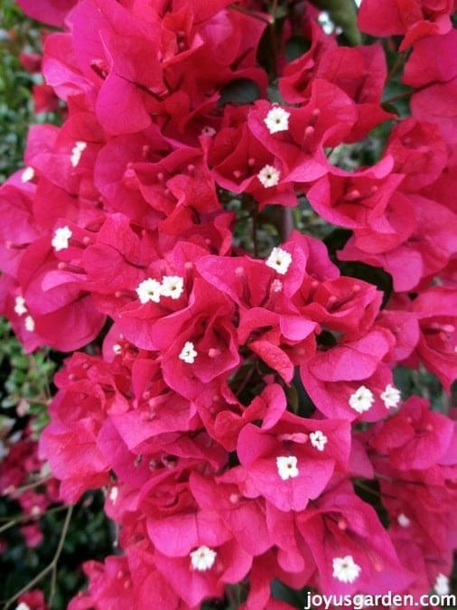 The Secrets Of Bougainvillea: Everything You Need to Know