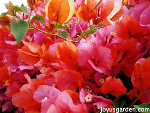 close up of an orange & pink bougainvillea this is bougainvillea rosenka