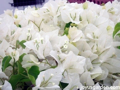 Close up of a white Bougainvillea in full bloom this is bougainvillea mary palmer's enchantment