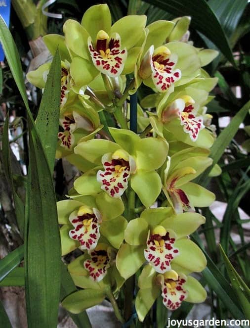 Cymbidium Orchid Care,Perennial Flowers Full Sun