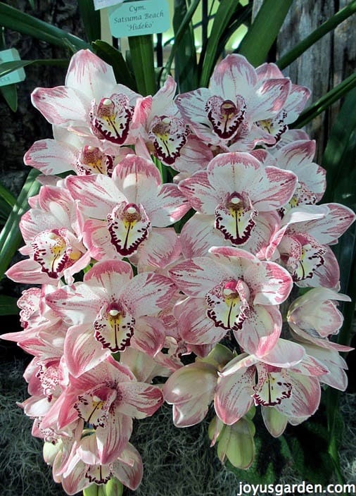 pin cymbidium orchids