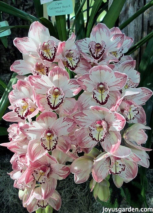 Cymbidium Orchid Outdoors Orchid Flowers