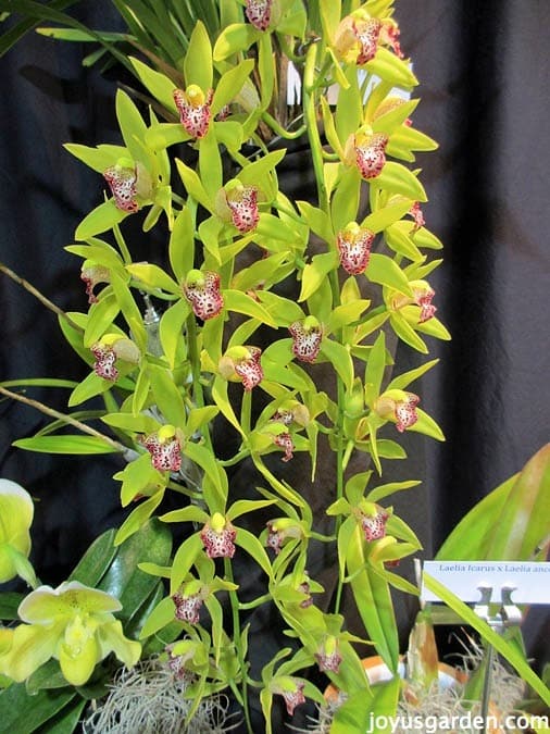 green cymbidium orchids