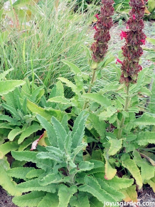This is Salvia spathacea or Hummingbird sage, it's flowers are thicker than other salvias and the flower is red. 
