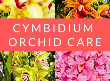 Cymbidium Orchid Care