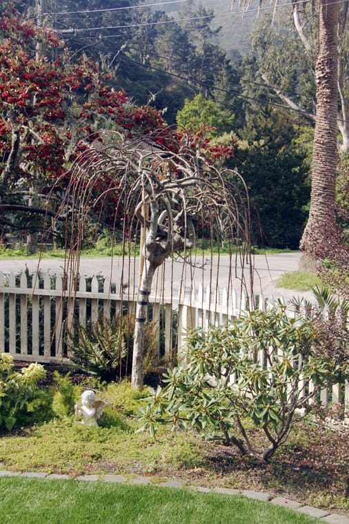 The Pruning Of A Weeping Pussy Willow