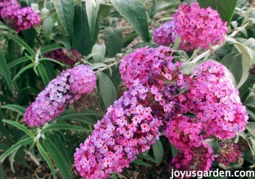 Pruning Butterfly Bush (Buddleia Davidii)