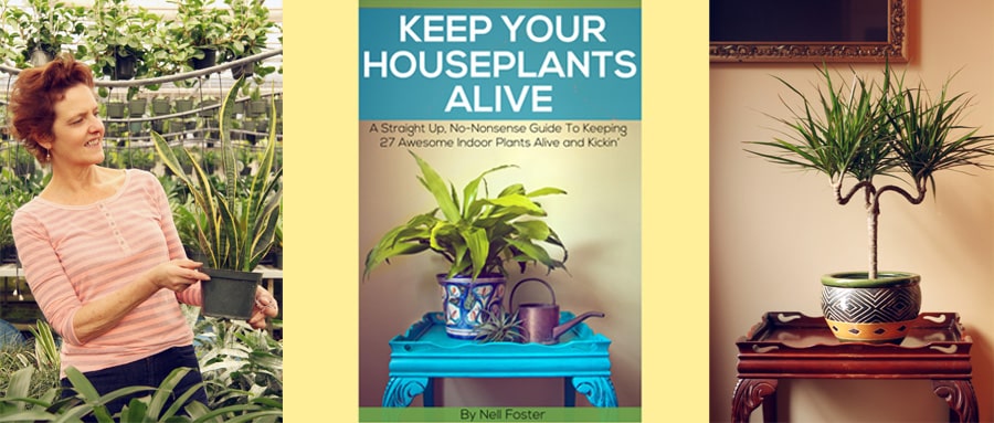 Houseplants from the book