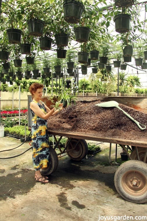 Nell working in the greenhouse