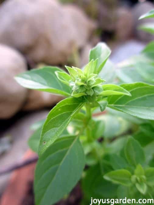 Đây là những bông hoa bắt đầu xuất hiện, hãy tham khảo bức ảnh tiếp theo để biết cách cắt bỏ chúng.