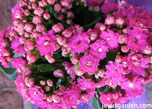 Close up of the pink flowers of Kalanchoe aka flaming katy.