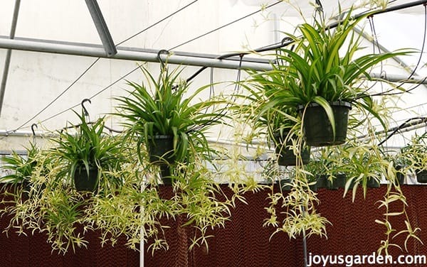 The Ultimate to Plant Care (Chlorophytum