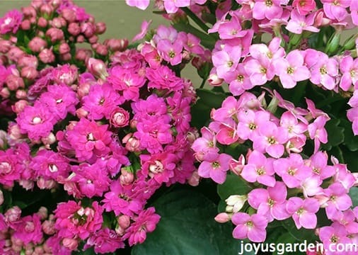 Kalanchoe Care As A Houseplant & In The Garden