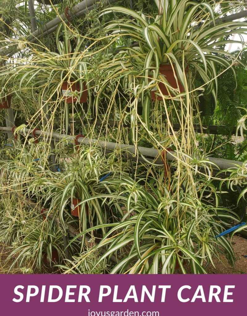 variegated spider plants with many babies hang in a greenhouse the text reads spider plant care joyusgarden.com