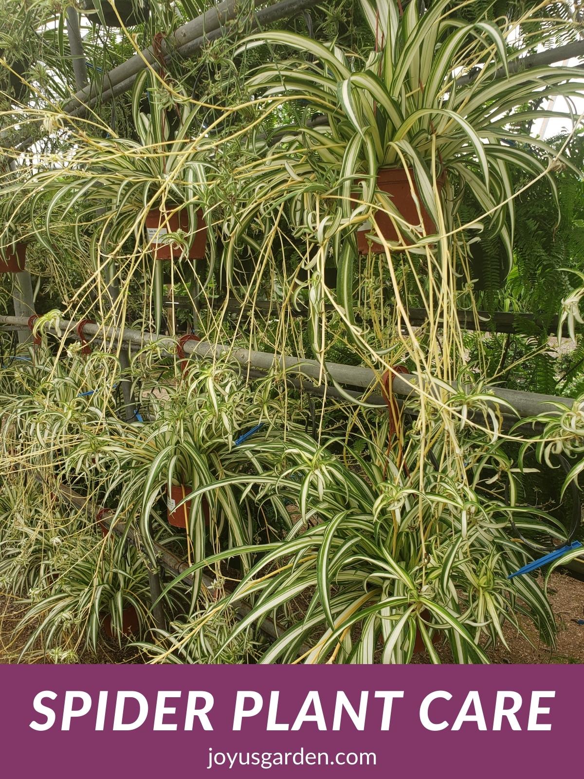 Variegated spider plants with many babies hang in a greenhouse the text reads spider plant care joyusgarden.com.