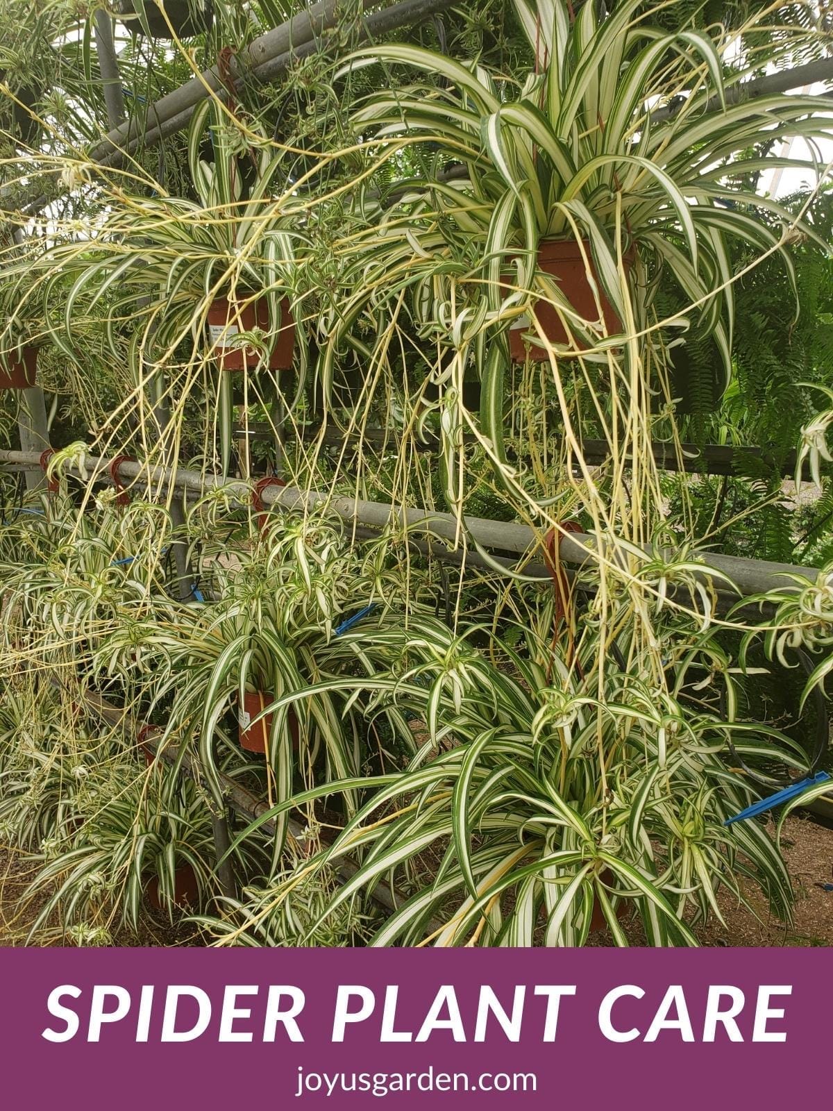 How to Grow and Care for Spider plant