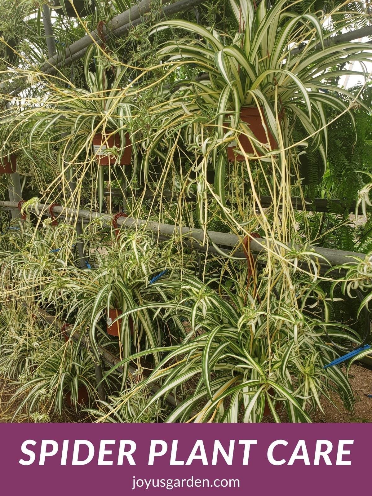  American Plant Exchange Live Spider Plant, Spider Ivy Plant,  Ribbon Plant, Plant Pot for Home and Garden Decor, 6 Pot : Patio, Lawn &  Garden