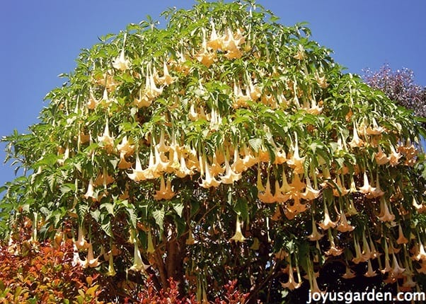 Brugmansia Care Tips