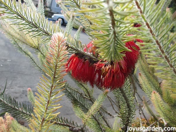 Flowers in the shrubbery