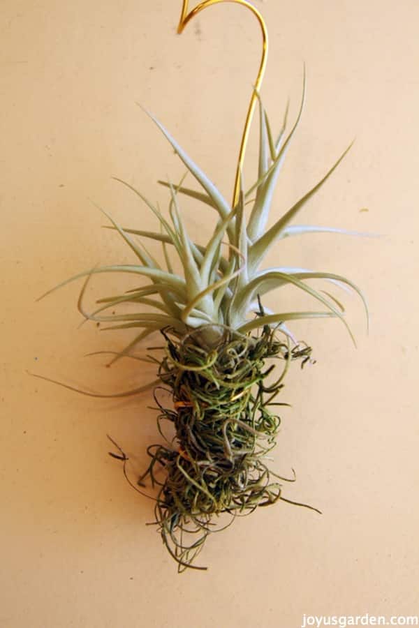 The Easy Way To Hang Air Plants, Succulents & Flowers