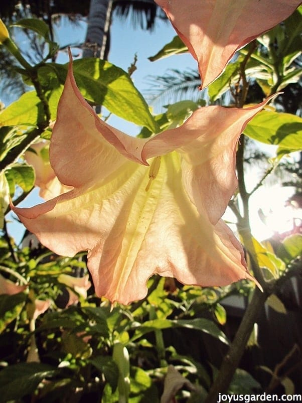 Brugmansia Care Tips